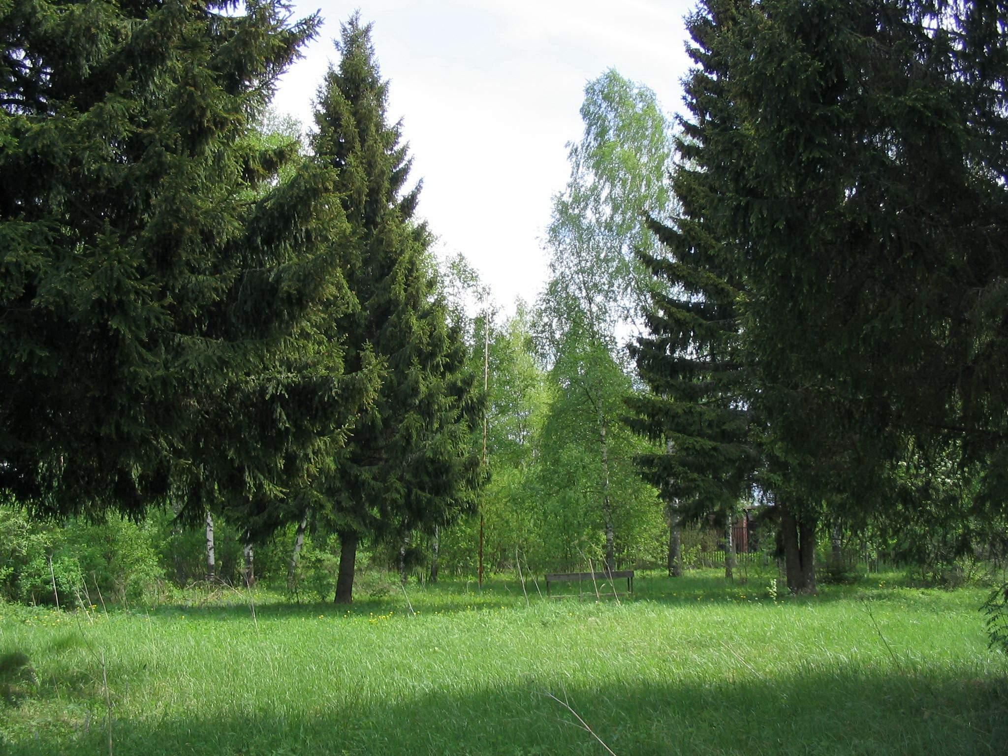 Аренда лесного фонда Аренда лесного фонда